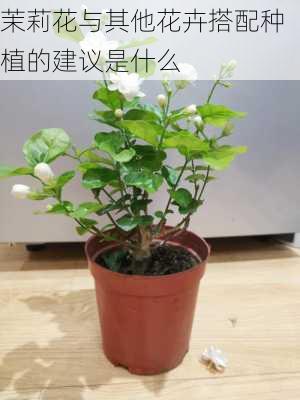 茉莉花与其他花卉搭配种植的建议是什么