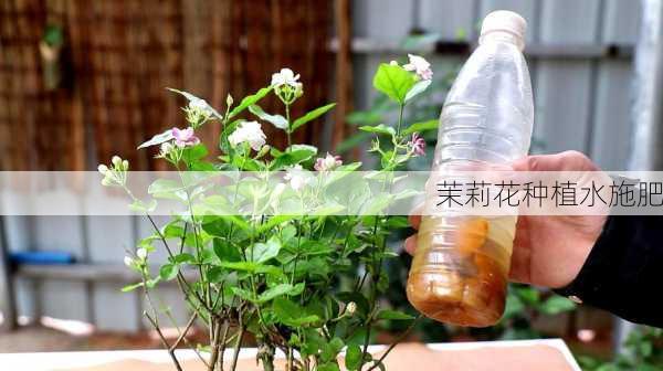 茉莉花种植水施肥