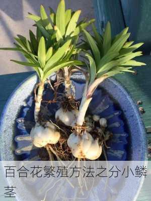 百合花繁殖方法之分小鳞茎