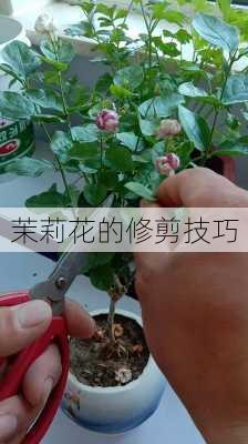 茉莉花的修剪技巧