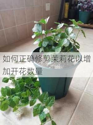 如何正确修剪茉莉花以增加开花数量