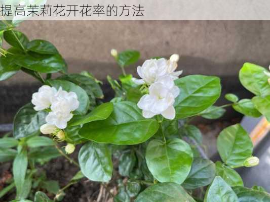 提高茉莉花开花率的方法