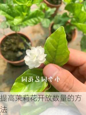 提高茉莉花开放数量的方法