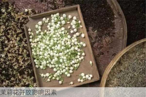 茉莉花开放影响因素