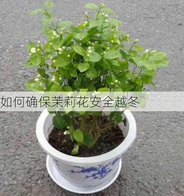 如何确保茉莉花安全越冬