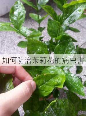 如何防治茉莉花的病虫害