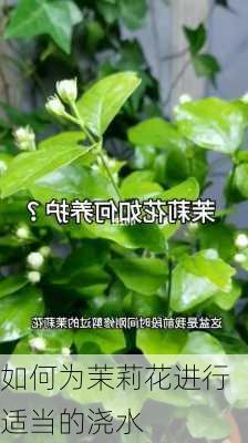 如何为茉莉花进行适当的浇水