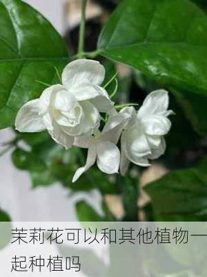 茉莉花可以和其他植物一起种植吗