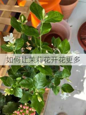 如何让茉莉花开花更多