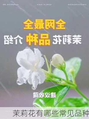 茉莉花有哪些常见品种