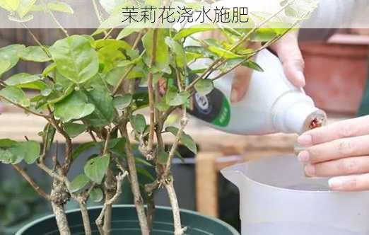 茉莉花浇水施肥