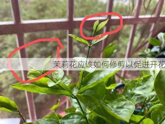 茉莉花应该如何修剪以促进开花