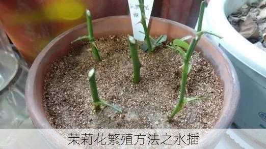 茉莉花繁殖方法之水插