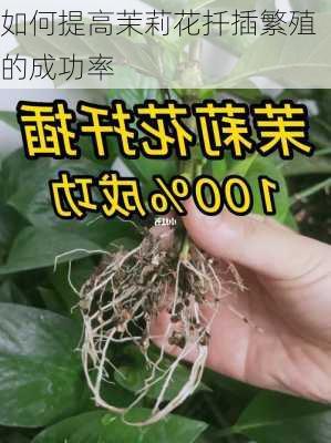 如何提高茉莉花扦插繁殖的成功率