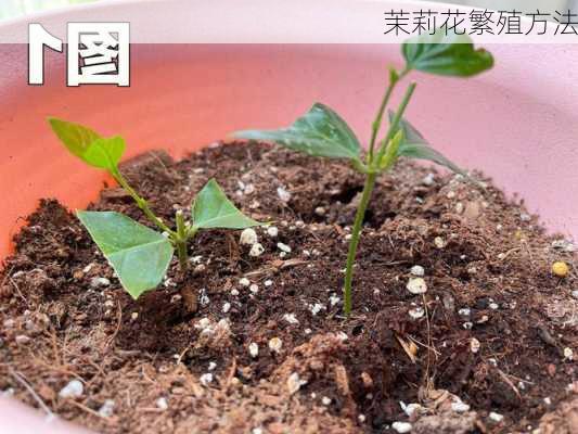 茉莉花繁殖方法