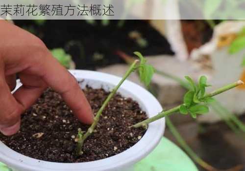 茉莉花繁殖方法概述