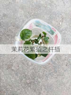 茉莉花繁殖之杆插