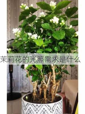 茉莉花的光照需求是什么