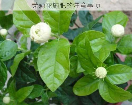 茉莉花施肥的注意事项