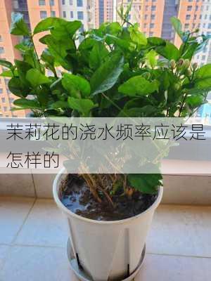 茉莉花的浇水频率应该是怎样的