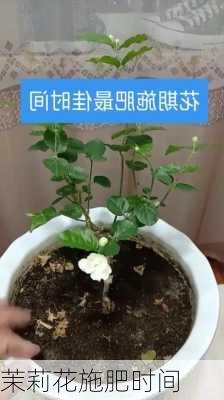 茉莉花施肥时间