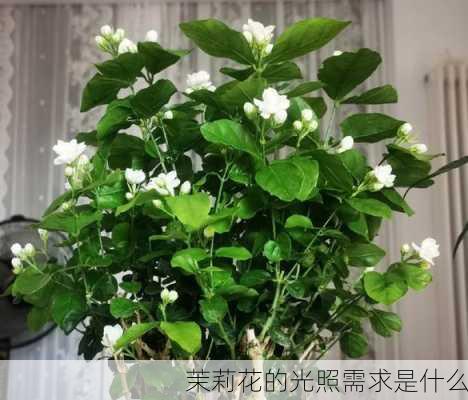 茉莉花的光照需求是什么