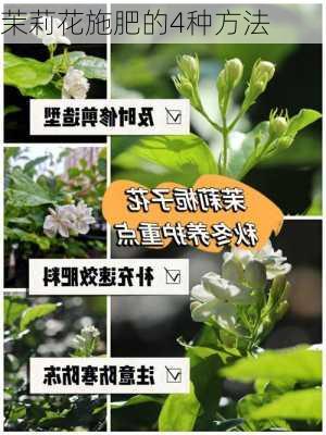 茉莉花施肥的4种方法