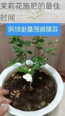 茉莉花施肥的最佳时间