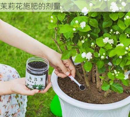 茉莉花施肥的剂量