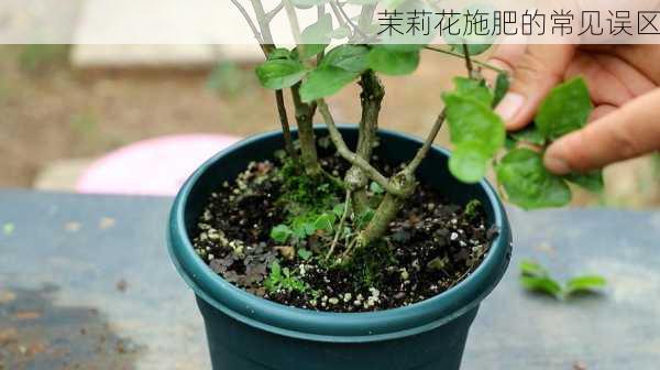 茉莉花施肥的常见误区