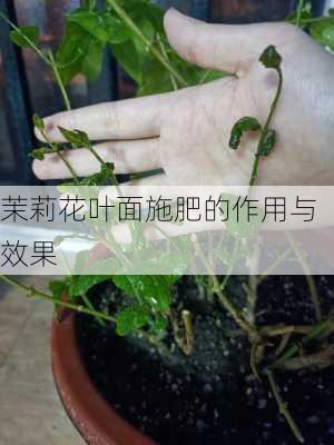 茉莉花叶面施肥的作用与效果