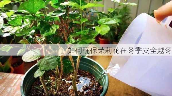 如何确保茉莉花在冬季安全越冬