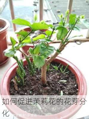 如何促进茉莉花的花芽分化