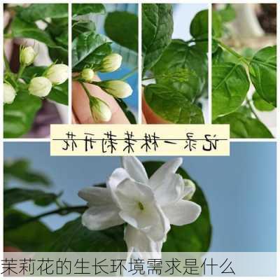 茉莉花的生长环境需求是什么