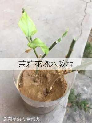 茉莉花浇水教程