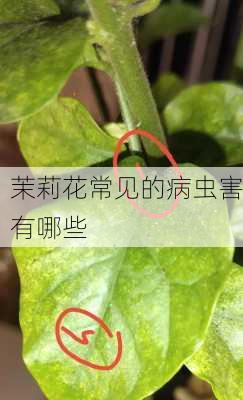 茉莉花常见的病虫害有哪些