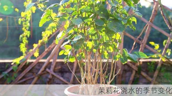 茉莉花浇水的季节变化