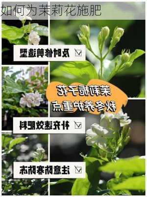 如何为茉莉花施肥