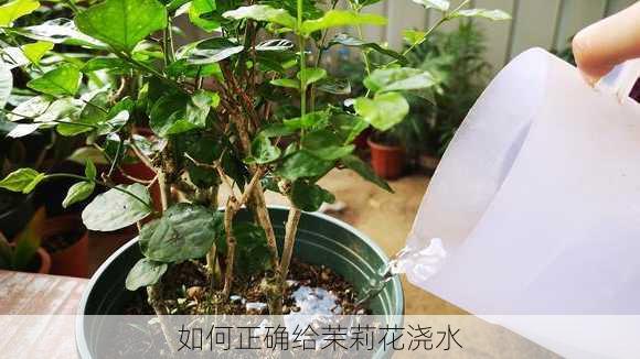 如何正确给茉莉花浇水