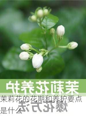 茉莉花的花期和养护要点是什么