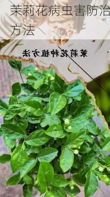 茉莉花病虫害防治方法