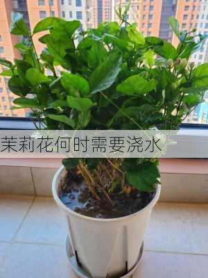 茉莉花何时需要浇水