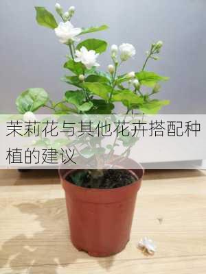 茉莉花与其他花卉搭配种植的建议