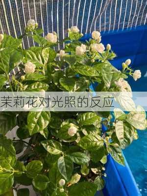 茉莉花对光照的反应