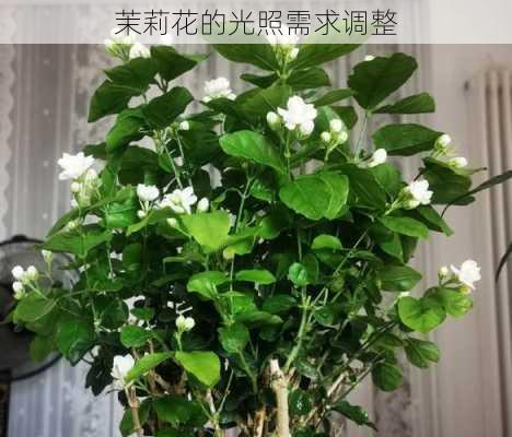 茉莉花的光照需求调整