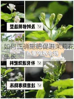 如何正确施肥促进茉莉花生长