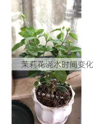 茉莉花浇水时间变化