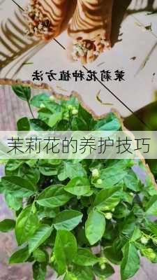 茉莉花的养护技巧