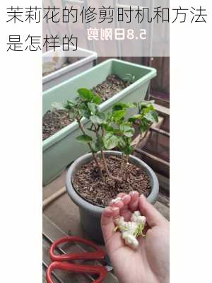 茉莉花的修剪时机和方法是怎样的