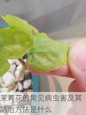 茉莉花的常见病虫害及其防治方法是什么